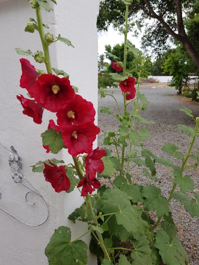 Karoo Manor Guesthouse And Restaurant Richmond  Esterno foto